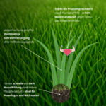 Langzeit-Rasendünger mit gleichmäßiger Nährstoffversorgung, tiefen Wurzeln und Pflanzenstärkung durch PlantaCur®P56 – ideal für Neuanlagen und Nachsaaten